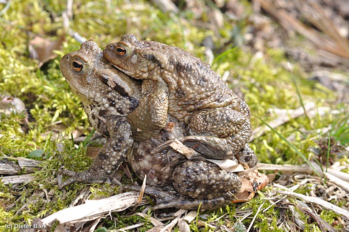 048 Erdkroeten